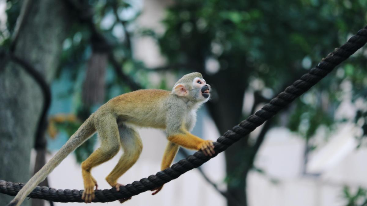 2028 рік кого?