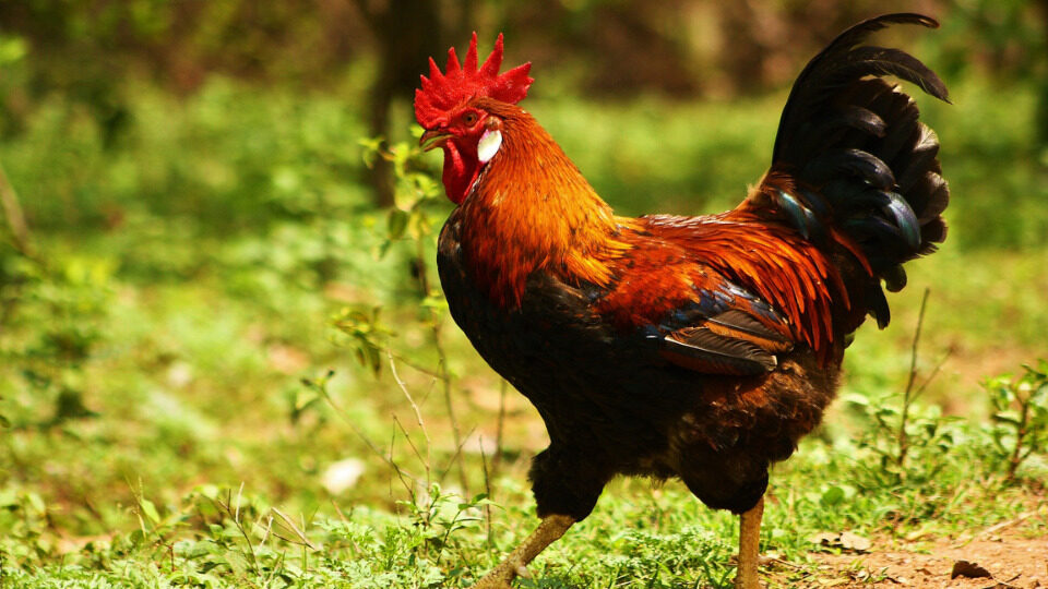 2029 рік кого?