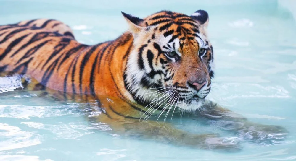 1962 в восточном календаре