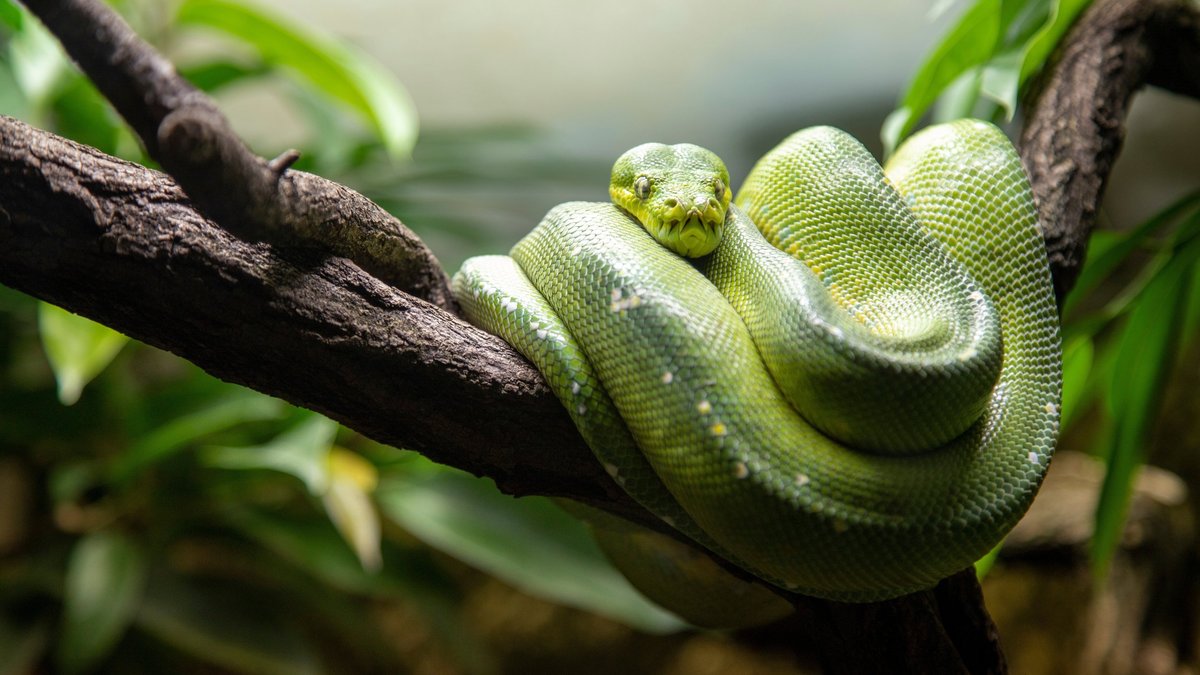 1965 рік якої тварини