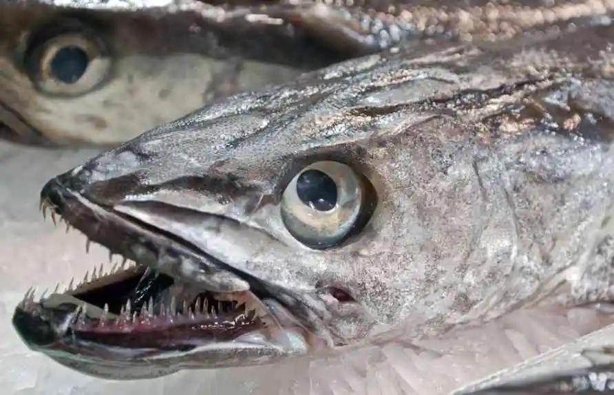 хек з головою