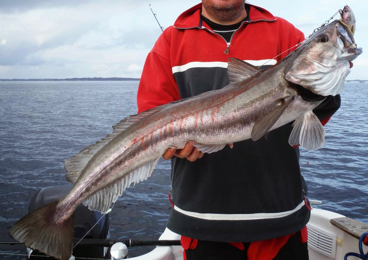 фото хек з головою