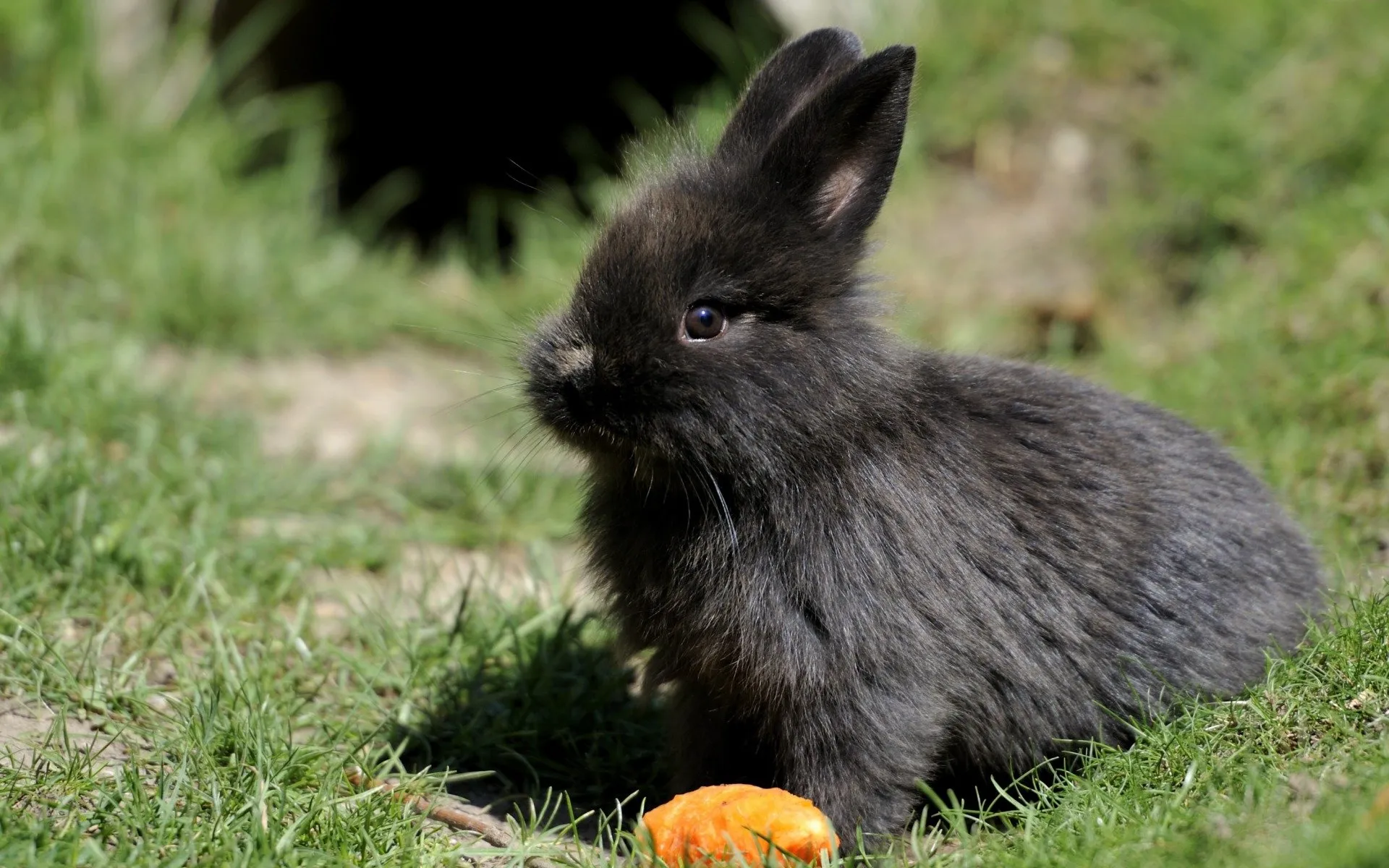 1963 рік кого за східним календарем