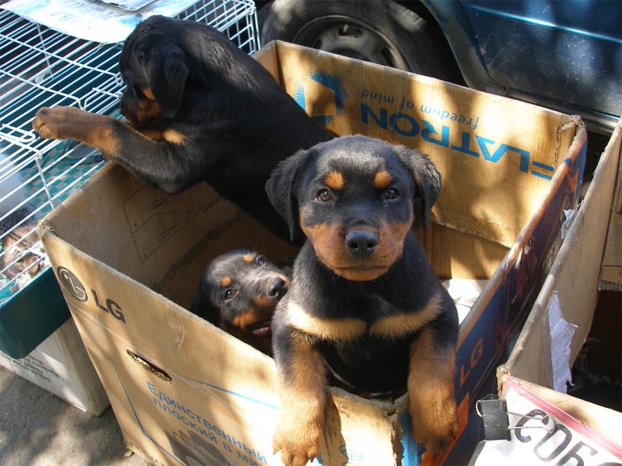 Пташиний ринок Київ