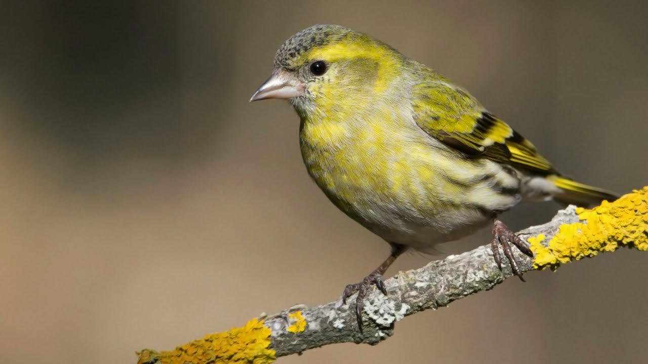 чиж обыкновенный