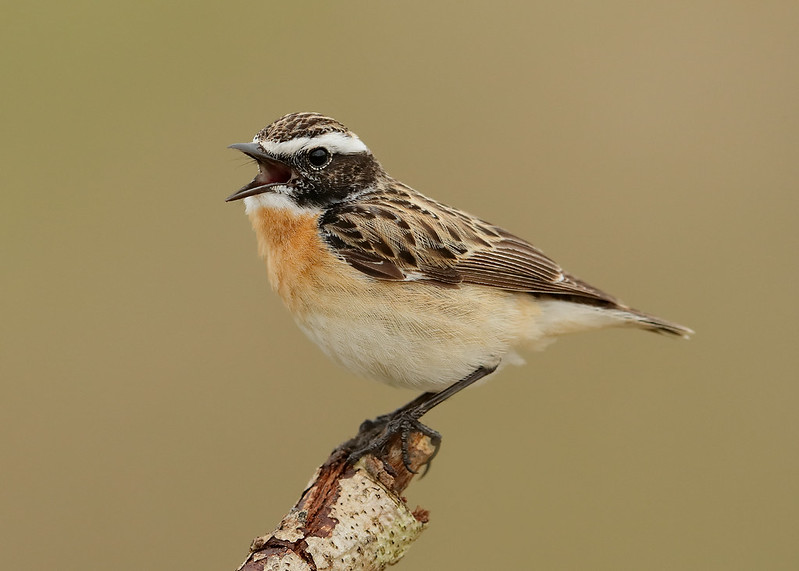 Луговой чекан