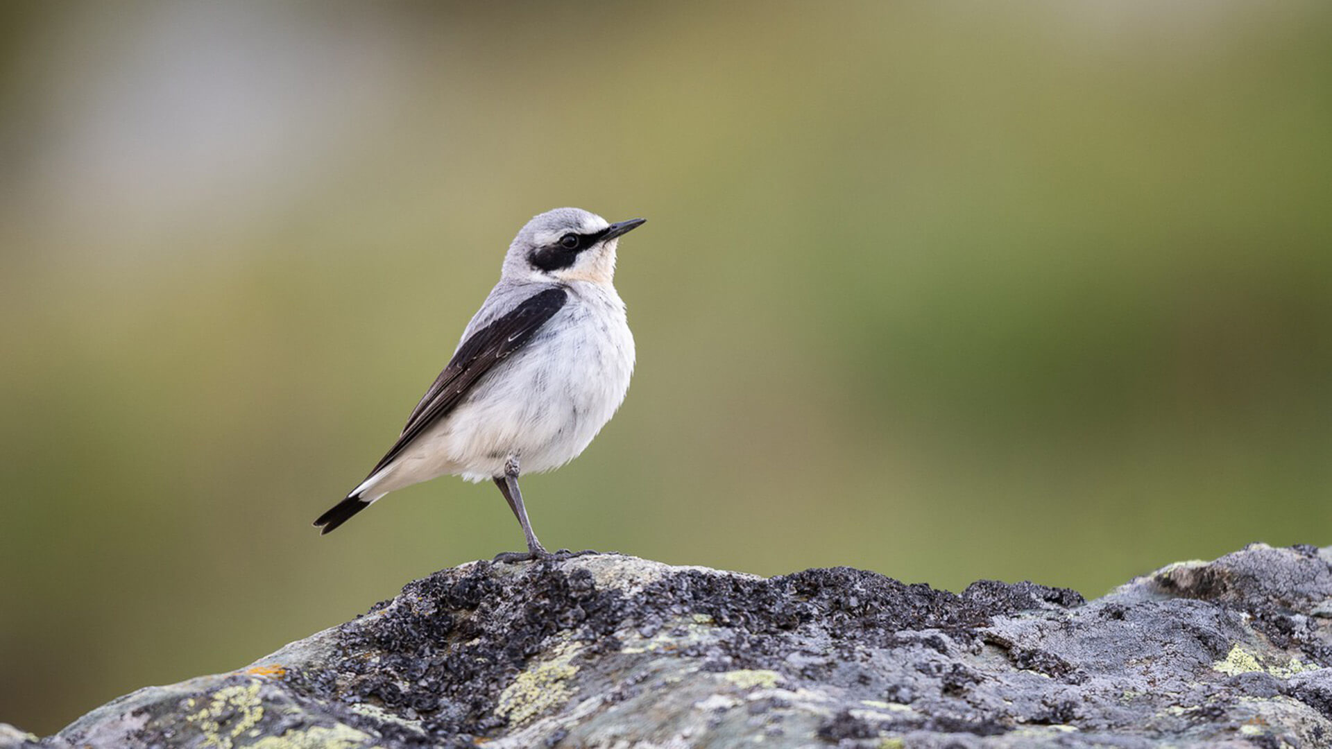 Каменярка північна