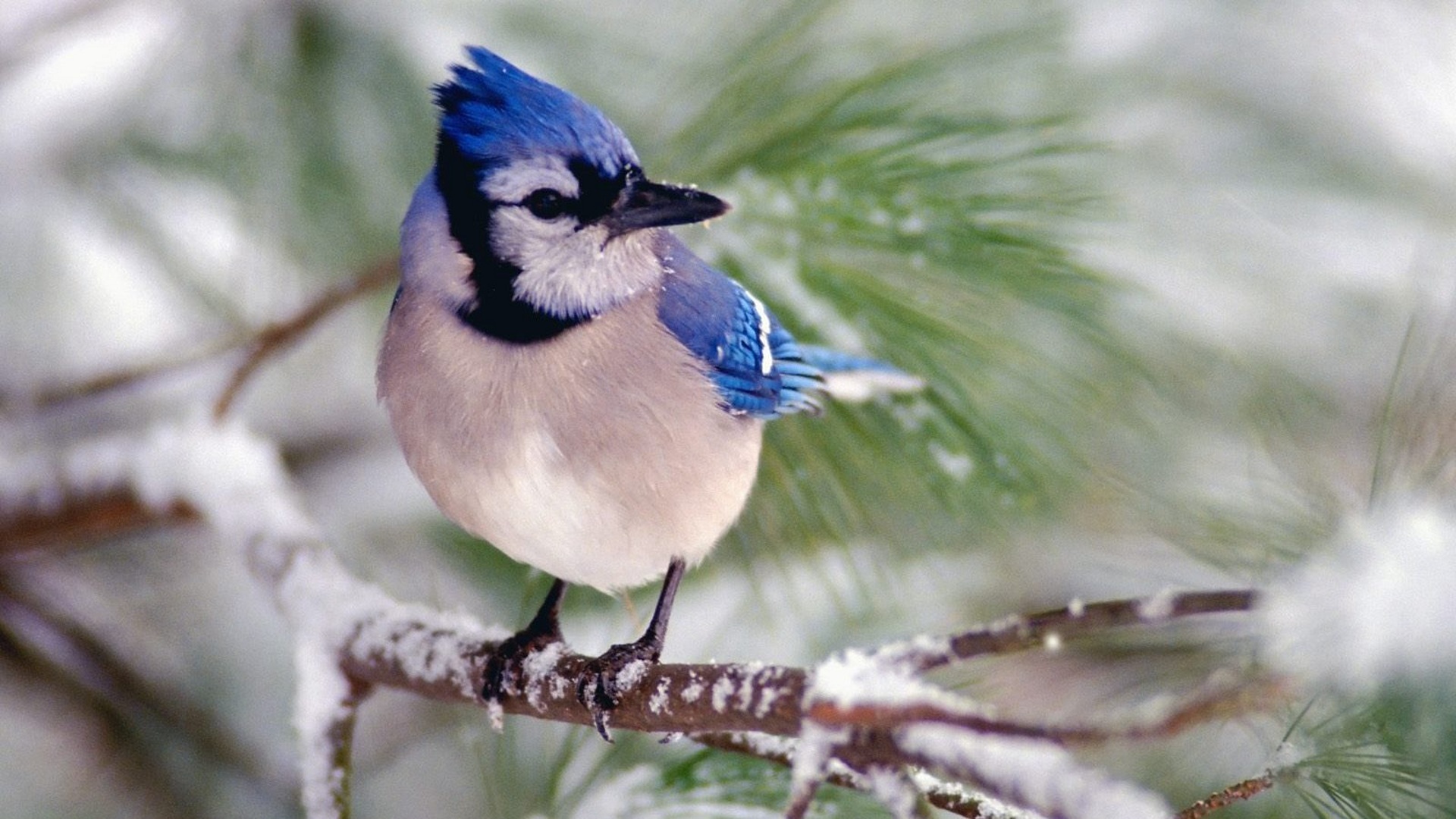 Синиця блакитна