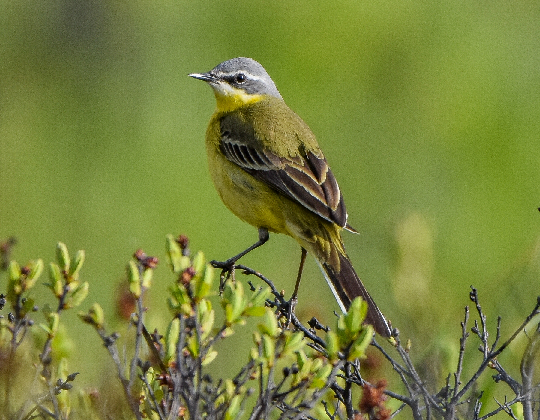 Плиска жовта