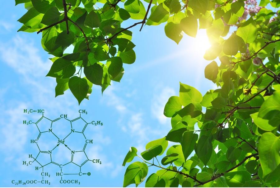 Реакции темновой фазы фотосинтеза протекают