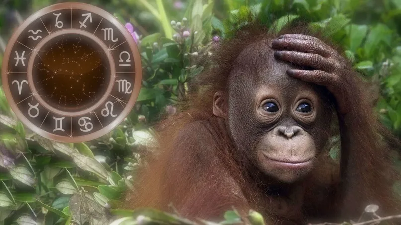 1968 рік якої тварини