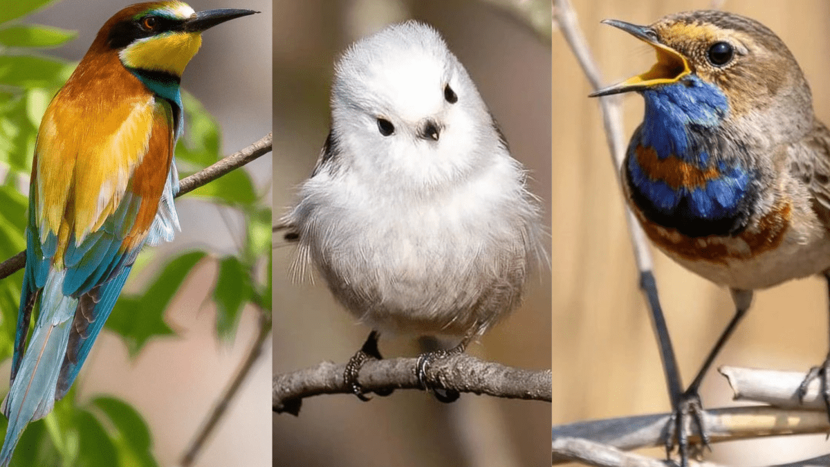 птахи України маленькі